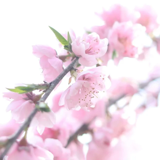 祖母宅の桃の花🍑  #岩手県 #岩手 #桃の花